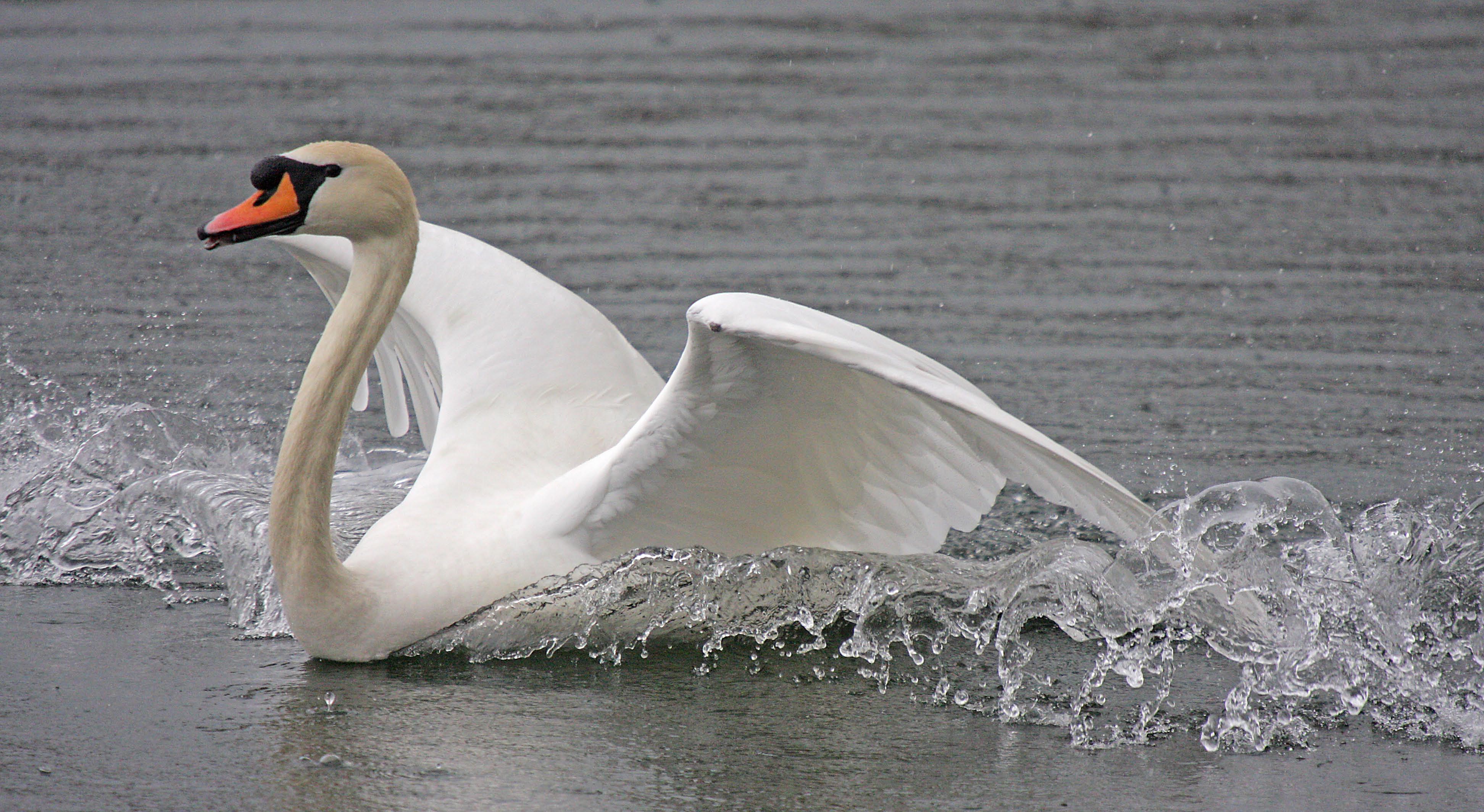 Mute Swan surfing!